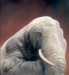 slon-ruce[1].jpg